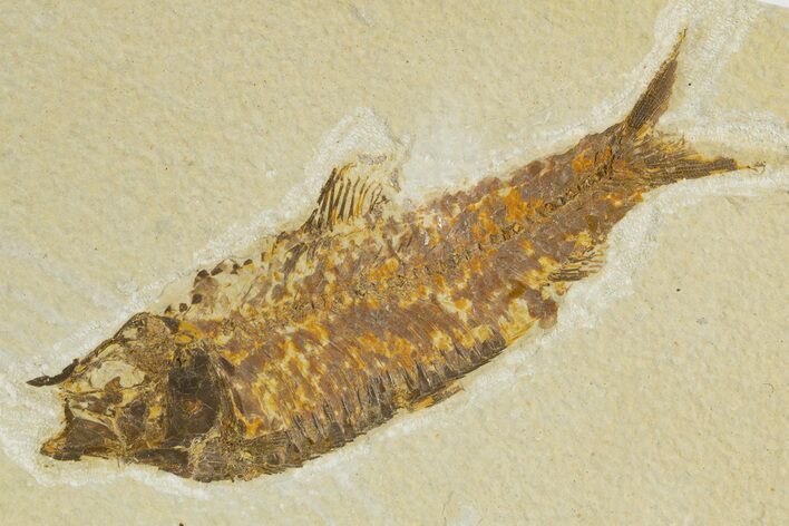 Detailed Fossil Fish (Knightia) - Wyoming #340831